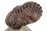 Red Morocops Trilobite - Hmar Laghdad, Morocco #329731-3